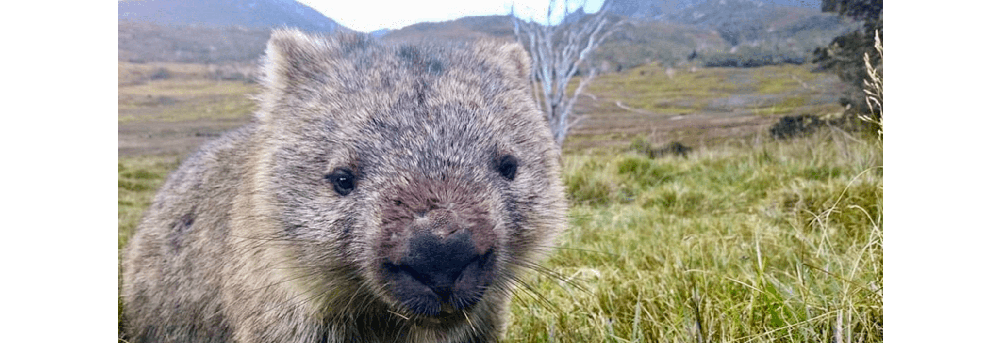Wombat in Waldheim